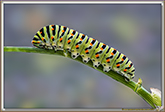 Chenille de Machaon